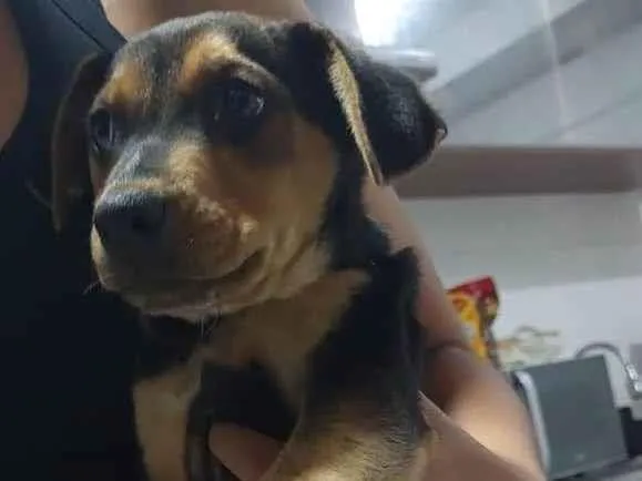 Cachorro raça SRD-ViraLata idade 2 a 6 meses nome Pequeno