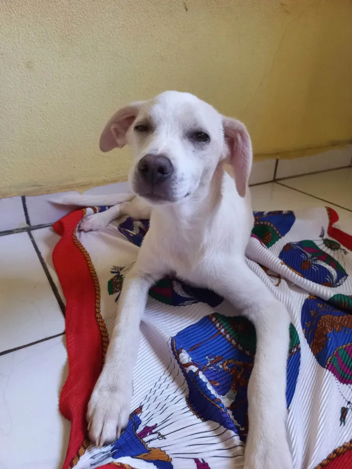 Cachorro ra a SRD-ViraLata idade 2 a 6 meses nome SEM NOME