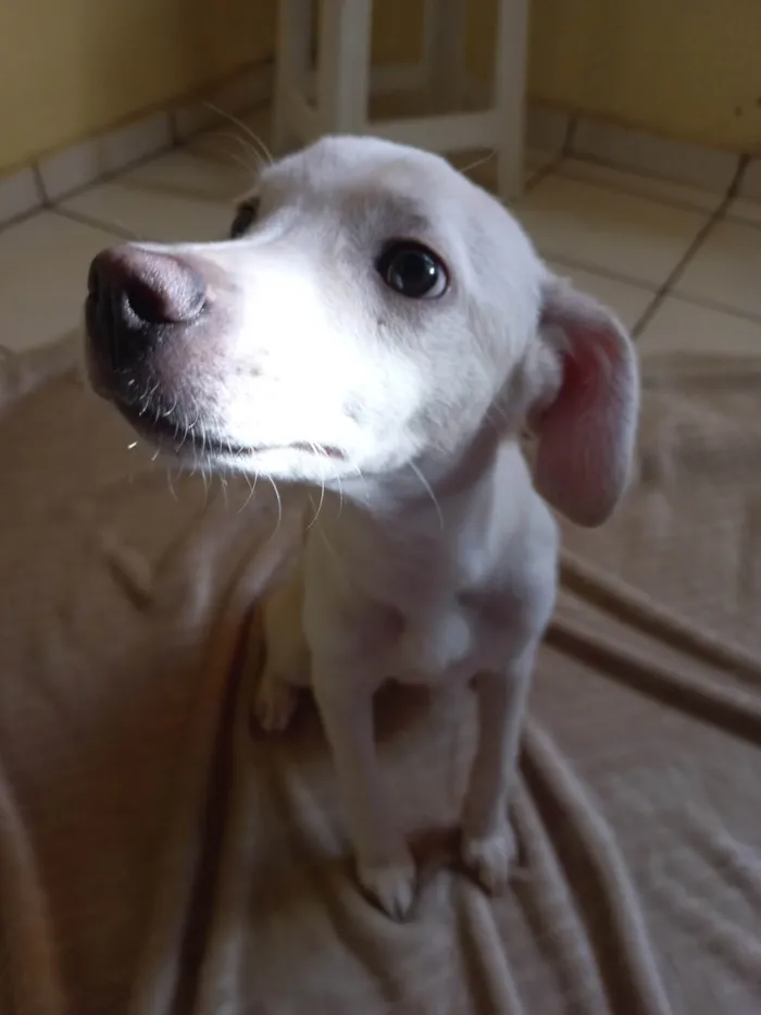 Cachorro ra a SRD-ViraLata idade 2 a 6 meses nome SEM NOME