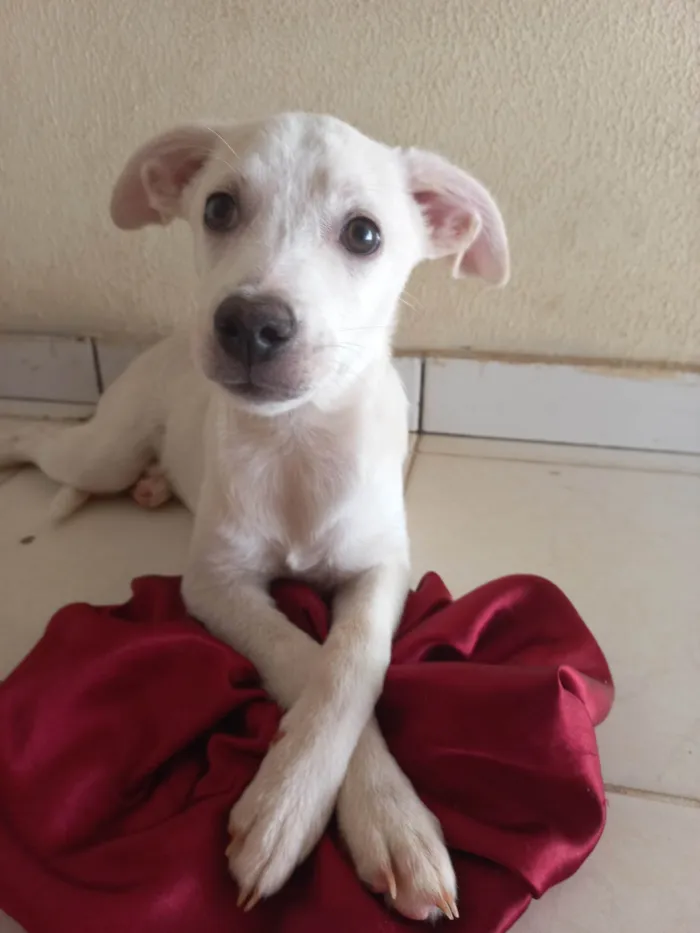 Cachorro ra a SRD-ViraLata idade 2 a 6 meses nome SEM NOME