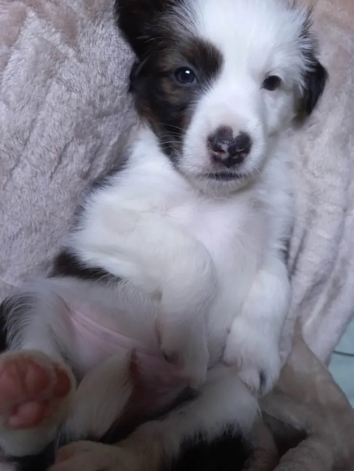 Cachorro ra a SRD-ViraLata idade Abaixo de 2 meses nome SEM NOME