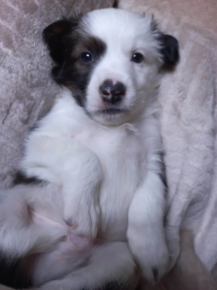 Cachorro ra a SRD-ViraLata idade Abaixo de 2 meses nome SEM NOME