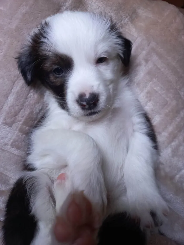 Cachorro ra a SRD-ViraLata idade Abaixo de 2 meses nome SEM NOME