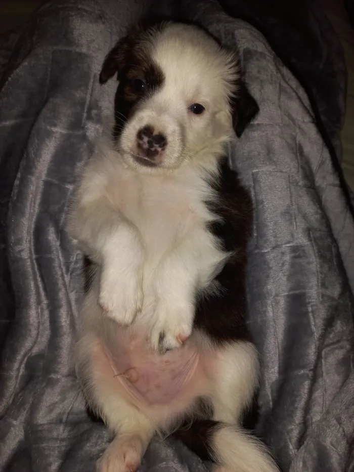 Cachorro ra a SRD-ViraLata idade Abaixo de 2 meses nome SEM NOME