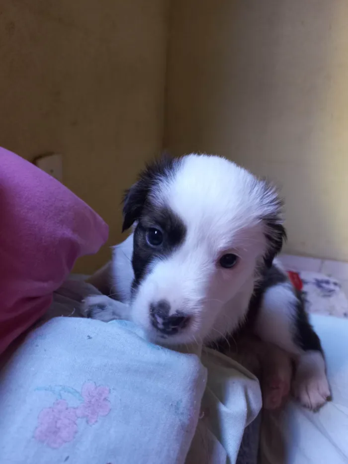 Cachorro ra a SRD-ViraLata idade Abaixo de 2 meses nome SEM NOME