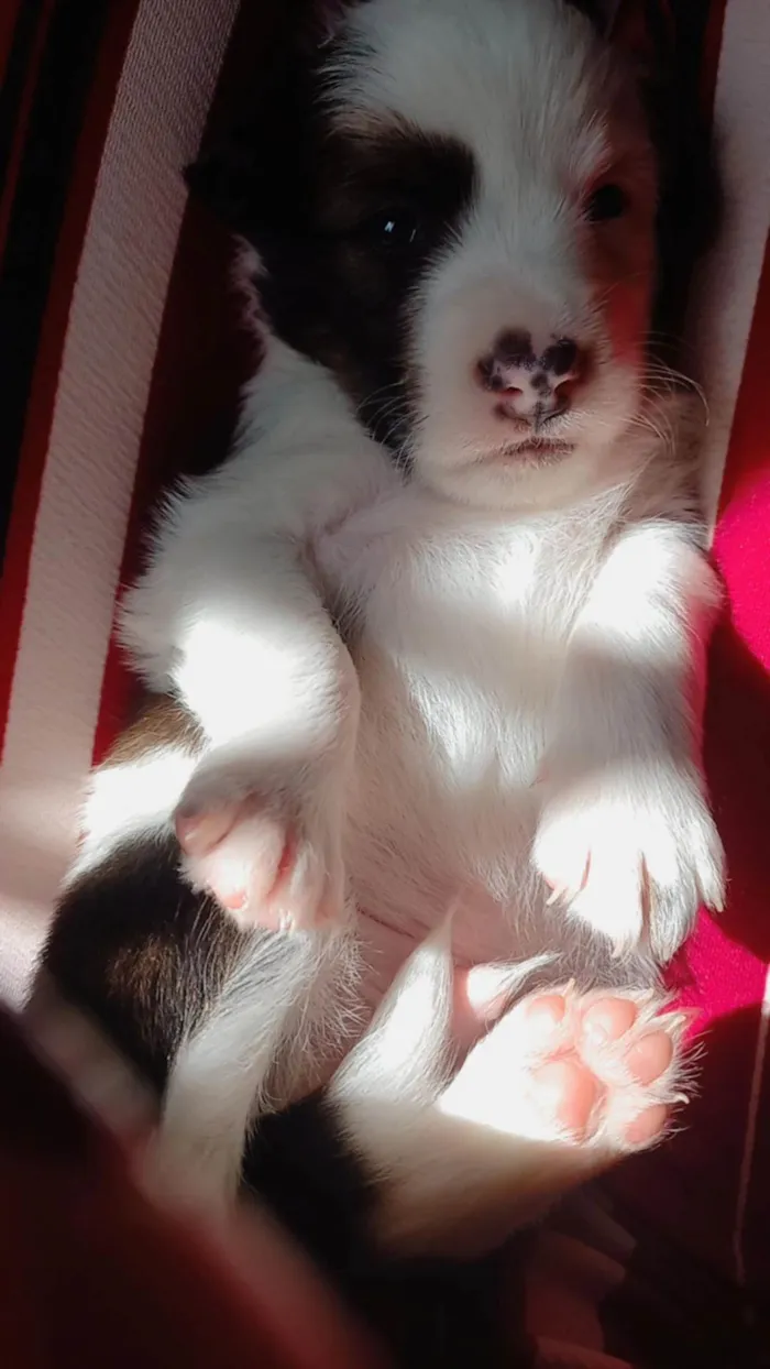 Cachorro ra a SRD-ViraLata idade Abaixo de 2 meses nome SEM NOME
