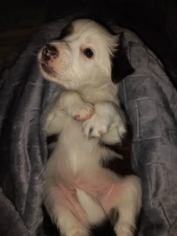 Cachorro ra a SRD-ViraLata idade Abaixo de 2 meses nome SEM NOME