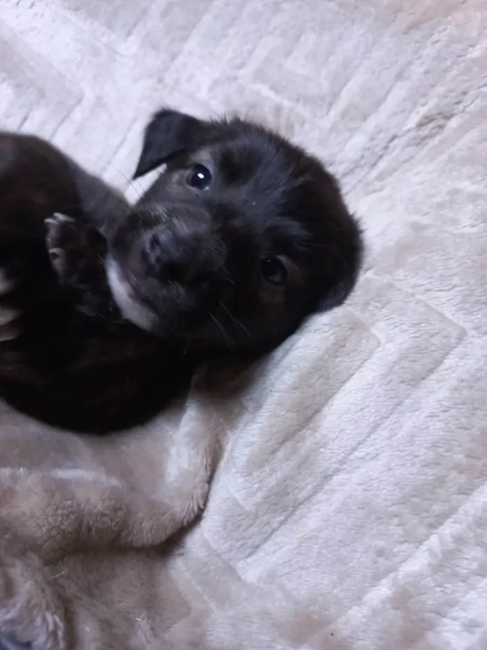 Cachorro ra a SRD-ViraLata idade Abaixo de 2 meses nome SEM NOME