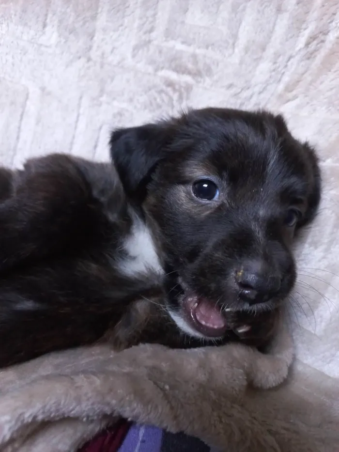 Cachorro ra a SRD-ViraLata idade Abaixo de 2 meses nome SEM NOME