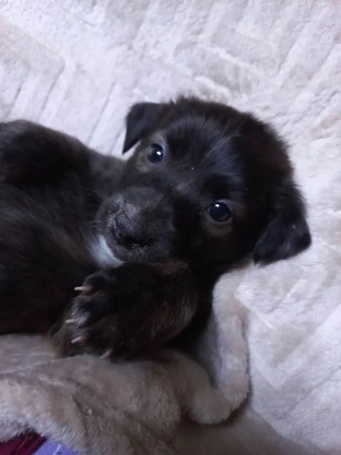 Cachorro ra a SRD-ViraLata idade Abaixo de 2 meses nome SEM NOME