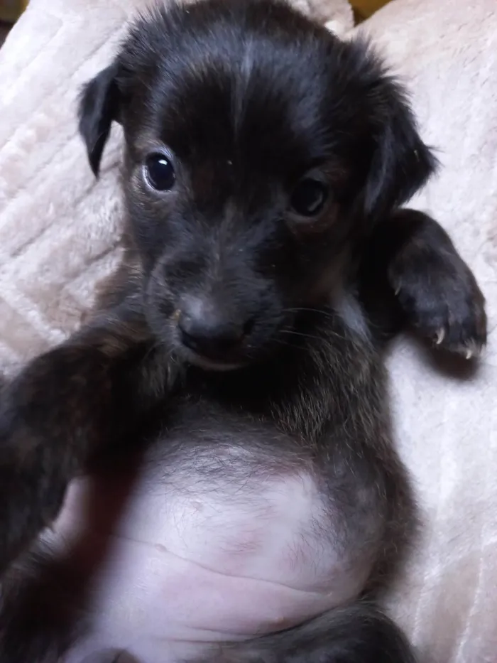 Cachorro ra a SRD-ViraLata idade Abaixo de 2 meses nome SEM NOME
