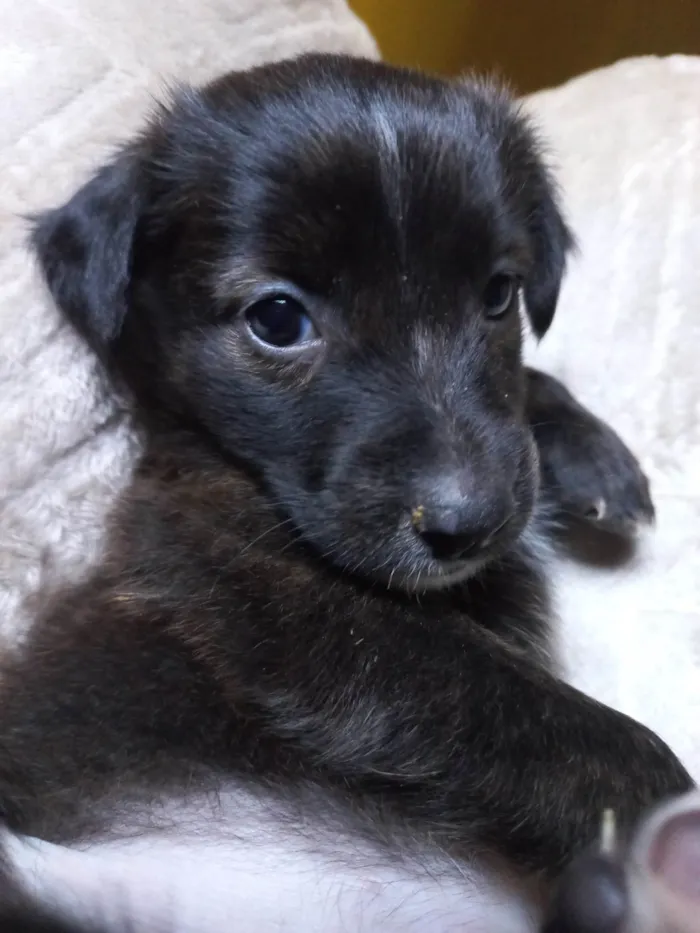 Cachorro ra a SRD-ViraLata idade Abaixo de 2 meses nome SEM NOME