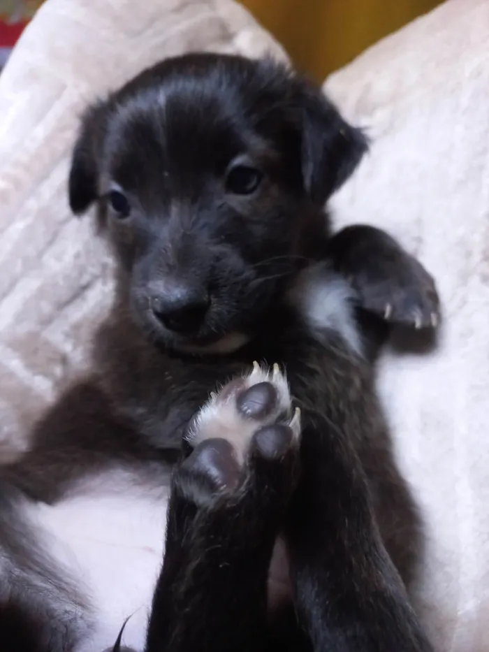 Cachorro ra a SRD-ViraLata idade Abaixo de 2 meses nome SEM NOME