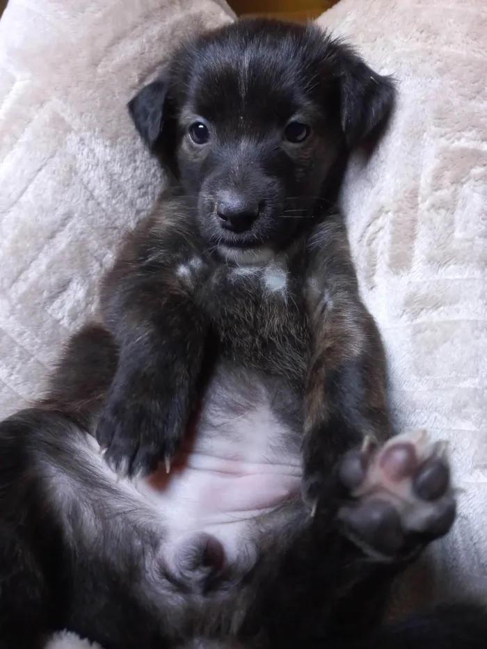 Cachorro ra a SRD-ViraLata idade Abaixo de 2 meses nome SEM NOME
