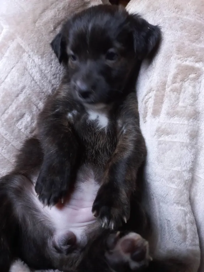 Cachorro ra a SRD-ViraLata idade Abaixo de 2 meses nome SEM NOME