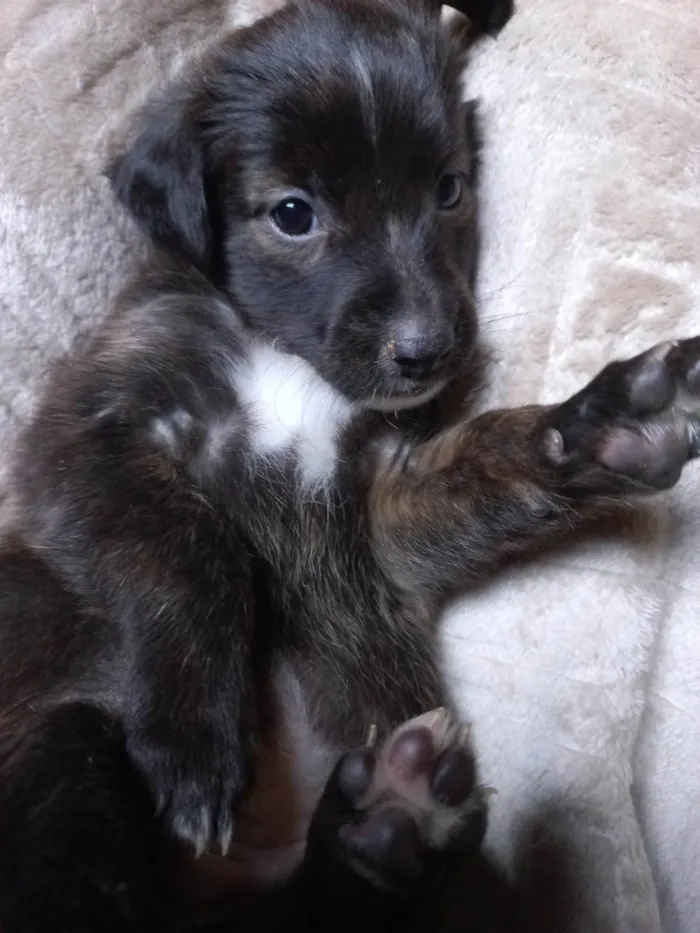 Cachorro ra a SRD-ViraLata idade Abaixo de 2 meses nome SEM NOME