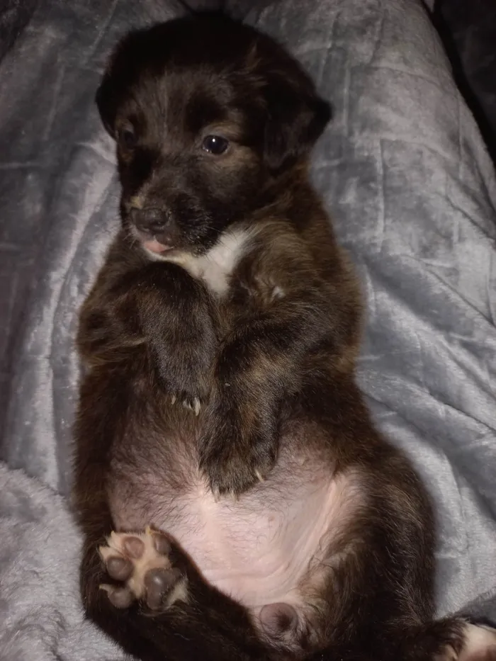 Cachorro ra a SRD-ViraLata idade Abaixo de 2 meses nome SEM NOME
