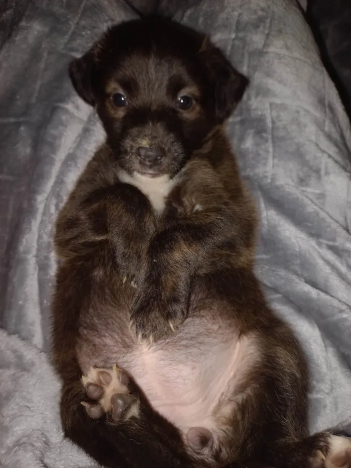 Cachorro ra a SRD-ViraLata idade Abaixo de 2 meses nome SEM NOME