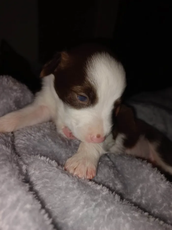 Cachorro ra a SRD-ViraLata idade Abaixo de 2 meses nome SEM NOME