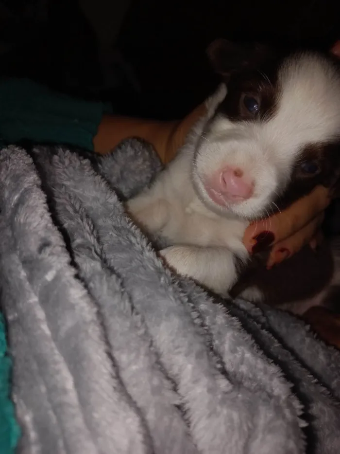 Cachorro ra a SRD-ViraLata idade Abaixo de 2 meses nome SEM NOME
