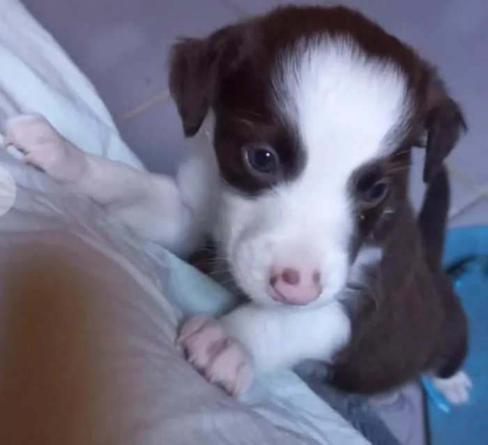 Cachorro ra a SRD-ViraLata idade Abaixo de 2 meses nome SEM NOME