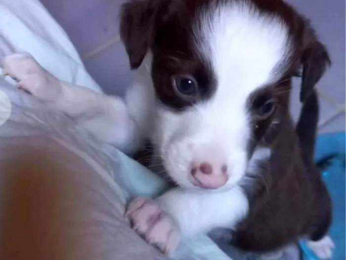 Cachorro ra a SRD-ViraLata idade Abaixo de 2 meses nome SEM NOME