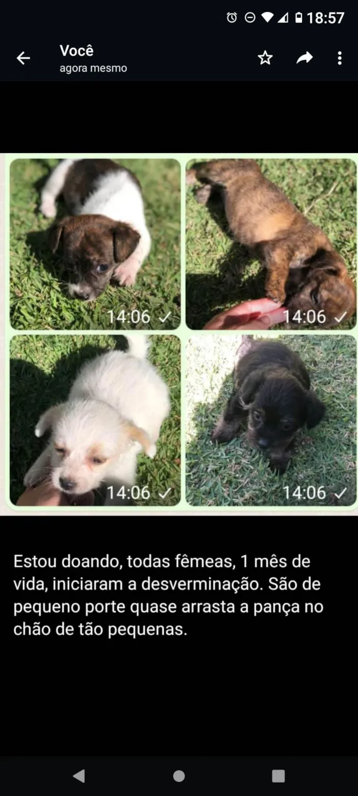 Cachorro ra a SRD-ViraLata idade Abaixo de 2 meses nome Branquinha, Cacau, Onça ,Julieta e Raposa