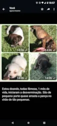 Branquinha, Cacau, Onça ,Julieta e Raposa