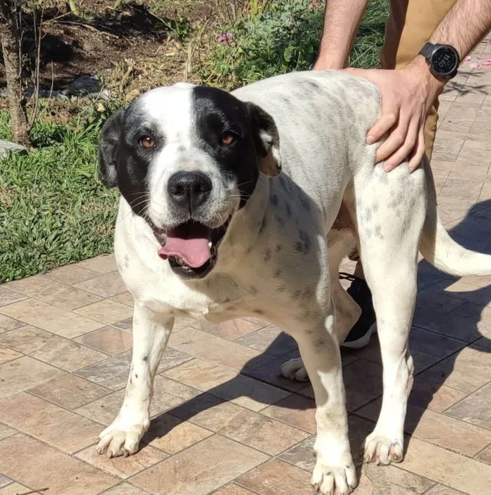 Cachorro ra a SRD-ViraLata idade 2 anos nome Lola