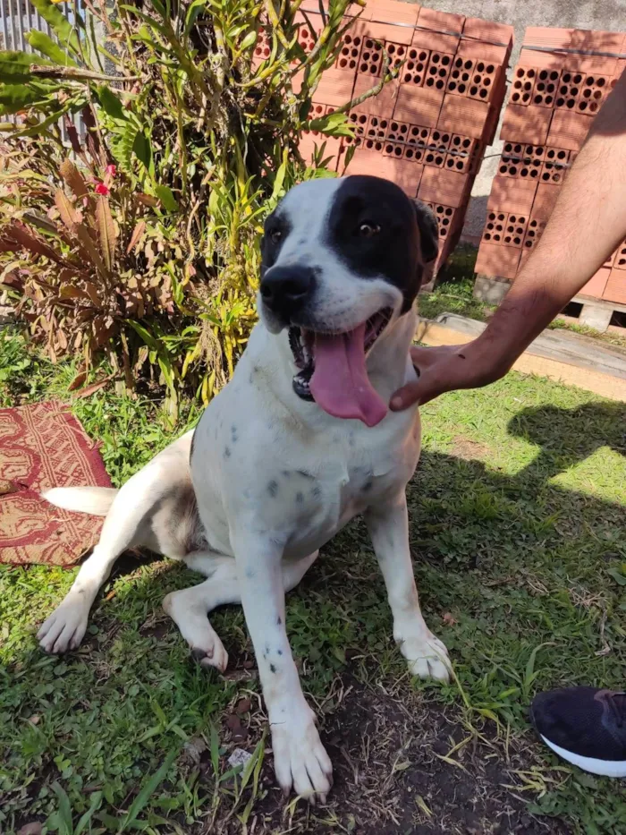 Cachorro ra a SRD-ViraLata idade 2 anos nome Lola