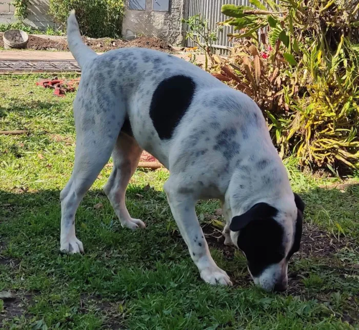 Cachorro ra a SRD-ViraLata idade 2 anos nome Lola