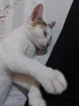 Meg