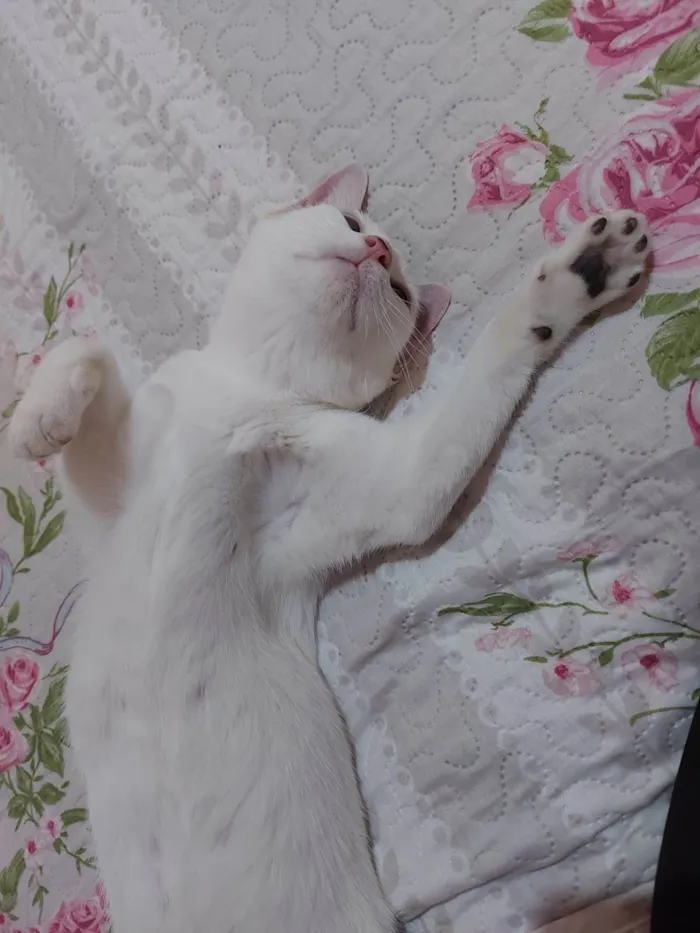 Gato ra a Srd idade 7 a 11 meses nome Meg
