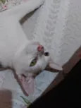 Meg