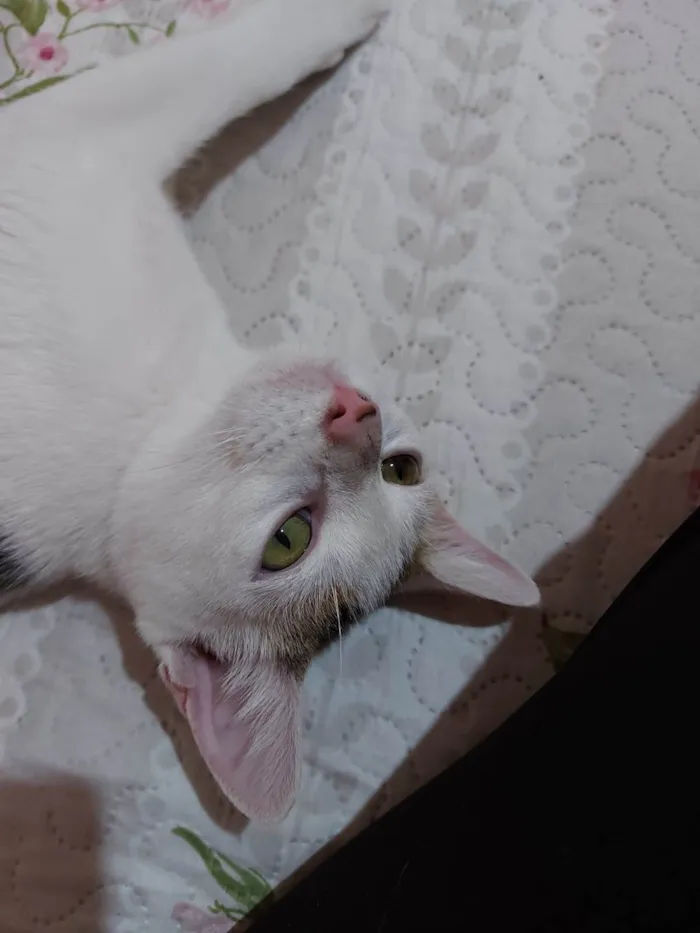 Gato ra a Srd idade 7 a 11 meses nome Meg