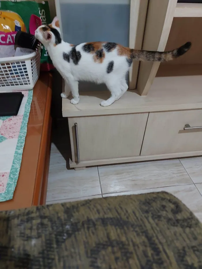 Gato ra a Srd idade 7 a 11 meses nome Meg