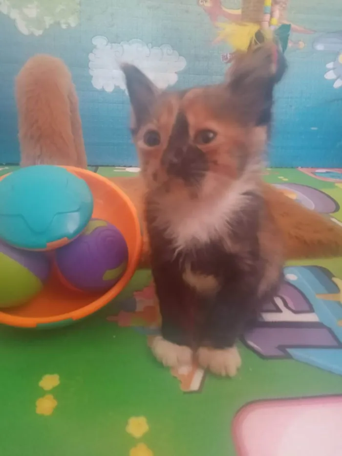 Gato ra a Srd idade Abaixo de 2 meses nome Gaia