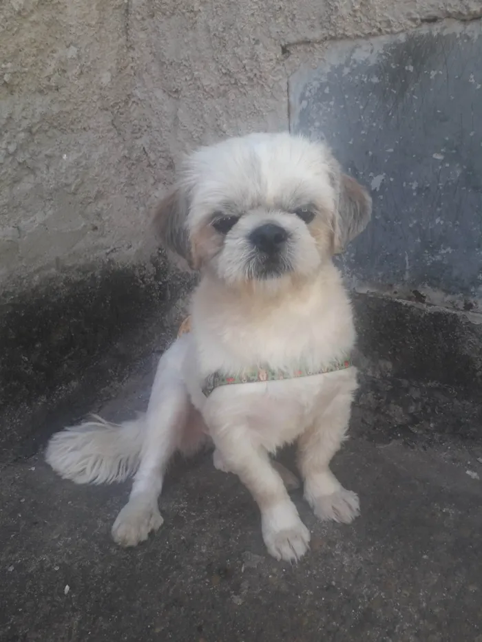 Cachorro ra a Chips idade 2 anos nome Sansão 