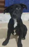 Cachorro raça Srd idade 2 a 6 meses nome Emmy