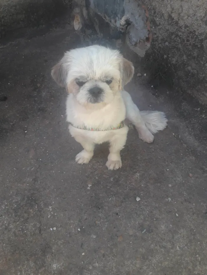 Cachorro ra a Chips idade 2 anos nome Sansão 
