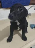 Cachorro raça Srd idade 2 a 6 meses nome Emmy