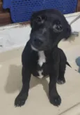 Cachorro raça Srd idade 2 a 6 meses nome Emmy