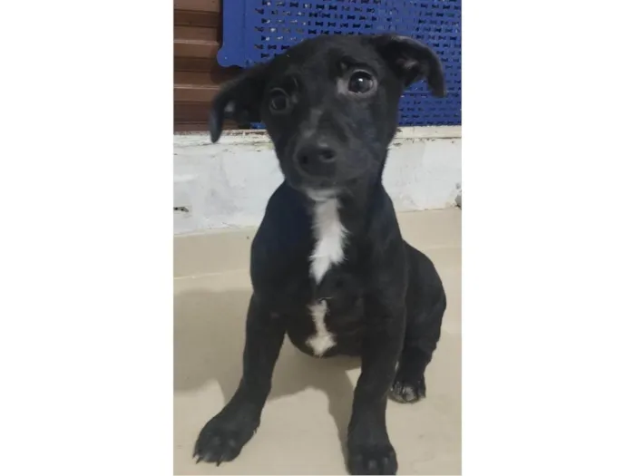 Cachorro raça Srd idade 2 a 6 meses nome Emmy