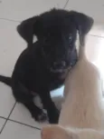 Cachorro raça Srd idade 2 a 6 meses nome Jully