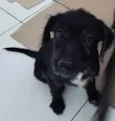 Cachorro raça Srd idade 2 a 6 meses nome Jully