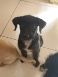 Cachorro raça Srd idade 2 a 6 meses nome Jully