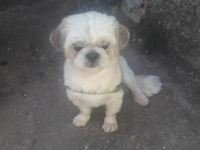 Cachorro ra a Chips idade 2 anos nome Sansão 