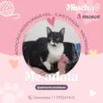 Miucha
