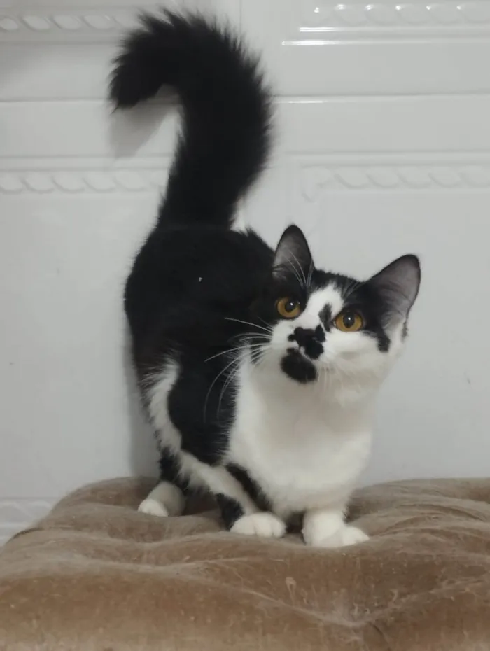 Gato raça SRD-ViraLata idade 2 a 6 meses nome Netinha