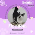 Gato raça SRD-ViraLata idade 2 a 6 meses nome Netinha